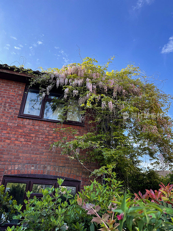 紫色开花的日本紫藤(wisteria floribunda)攀援植物的形象，长花悬挂在排水沟上的红砖房子，重点放在前景